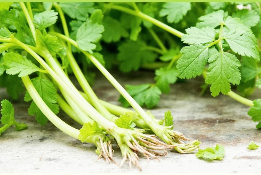 Various herbs and spices used as coriander alternatives in cooking