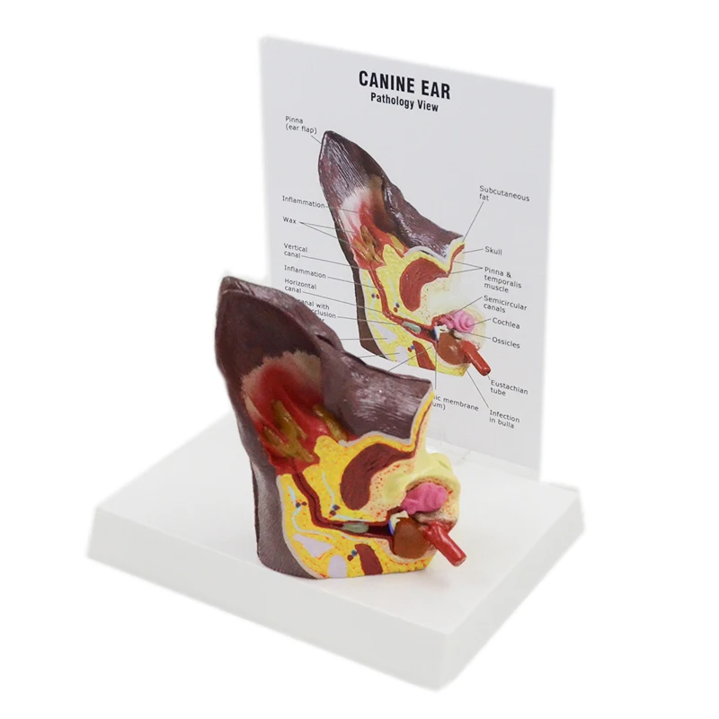 Gelsonlab Hsbm493 Canine Ear Model Dog Ear Animal Anatomy Model For