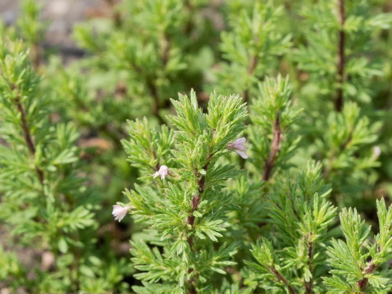 Mexican Thyme: Complete Growing Guide & Uses