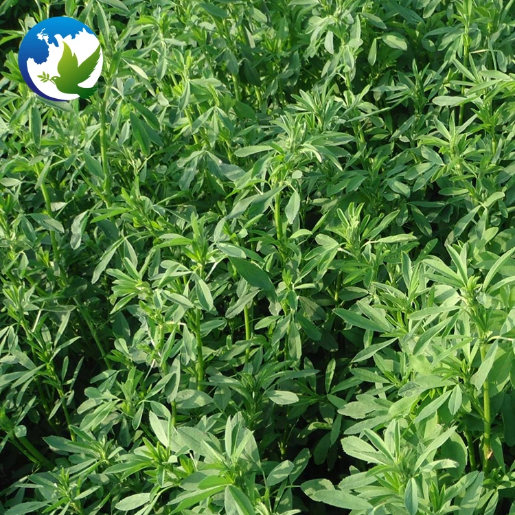 
High Sprouting Rate Organic Alfalfa Pasture Seed Fodder Grass Seeds Medicago Sativa Lucerne Alfalfa Seeds 