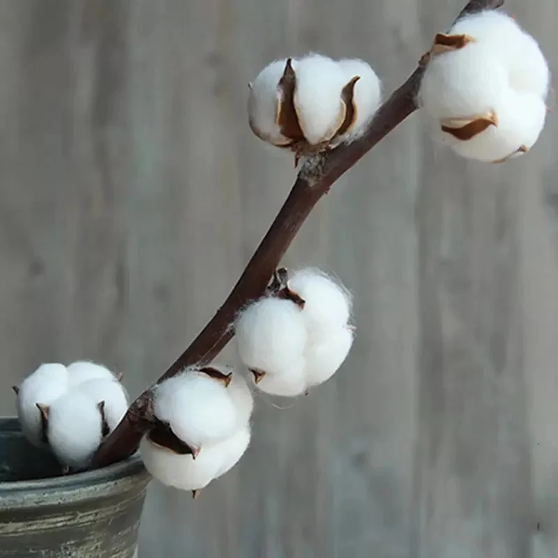 wholesale nature dried natural flowers cotton stems for home