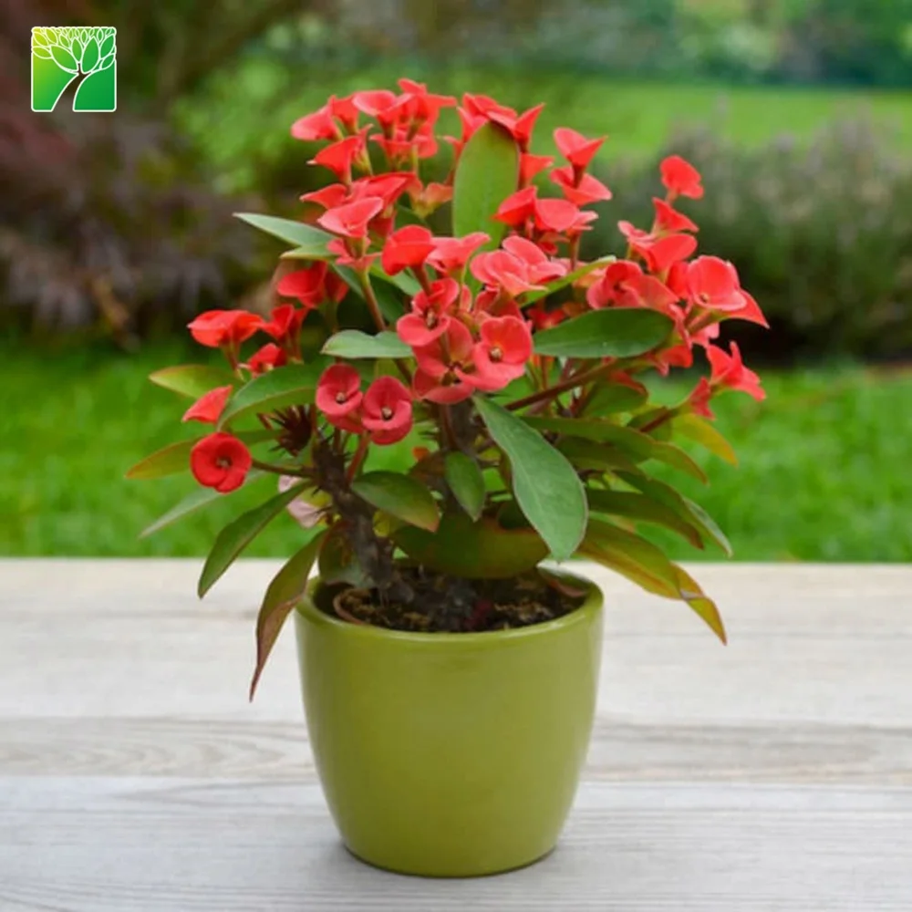 プラントファーム直接販売ユーフォルビア Milii 熱帯花植物キリスト植物 Buy 熱帯の花植物 キリスト植物 熱帯植物 Product On Alibaba Com