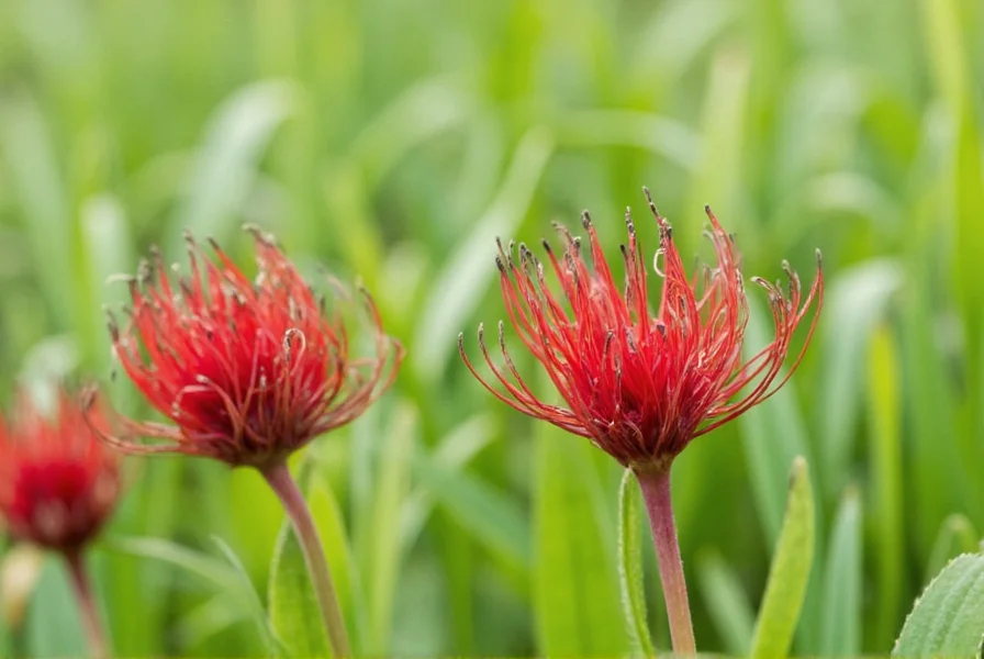 cultivation of saffron