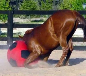 horse ball_4.JPG