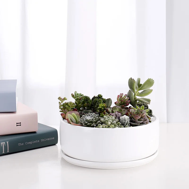 8 Inch Modern White Large Round Ceramic Cactus Pots With Removable Tray Succulent Planter Pot Buy Succulent Planter Pot Cactus Pots Ceramic Succulent Planter Product On Alibaba Com