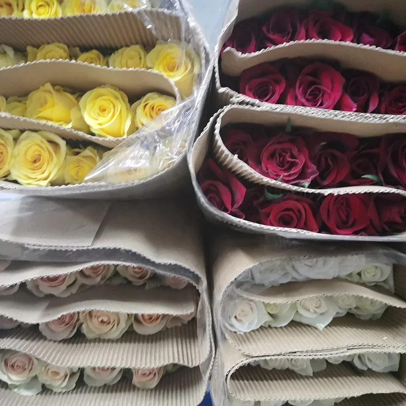 
real fresh flower high quality fresh cutting flowers Peach Snow Mountain Champagne rose by Yunnan Flowers Fields directly supply 