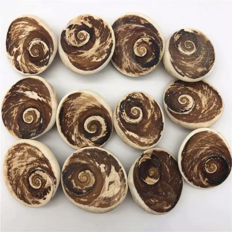 
Wholesale Natural Healing Crystals Palm Sun Shell Fossil Crystal Decor Conch Sun Shell Fossil 