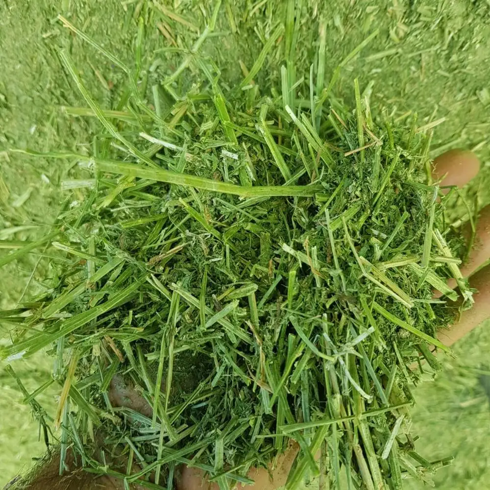 
Alfalfa hay in big bales for animal feeding 