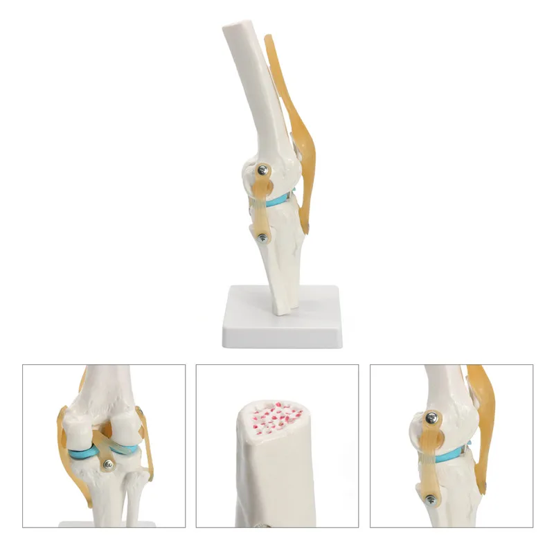 12X12X33CM Human Skeleton Model , Anatomy Knee Model For Education