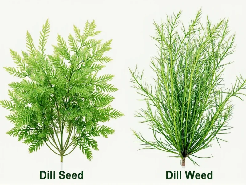 Dill Seed vs Dill Weed: Clear Differences Explained