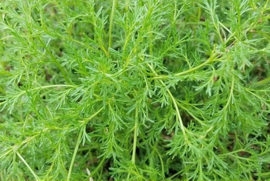 Benefits of dill