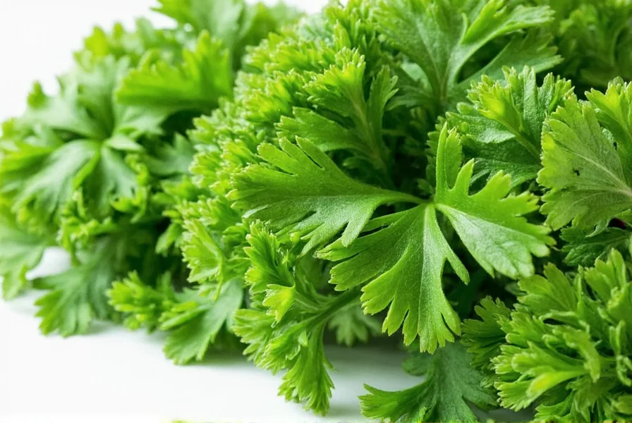 Flavor wheel comparing cilantro and parsley