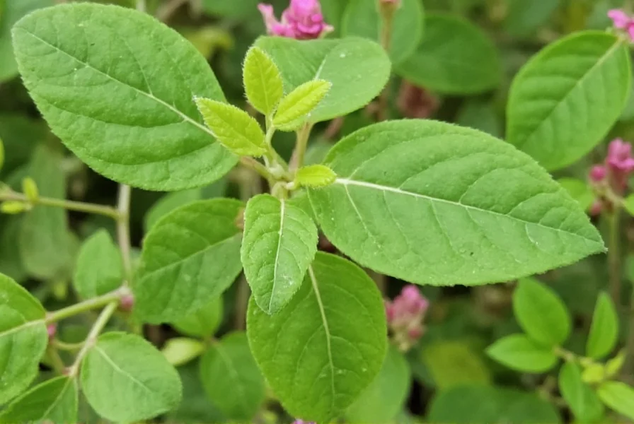 Close-up view of bush clover flowers showing characteristic pea-like blossoms in purple and white