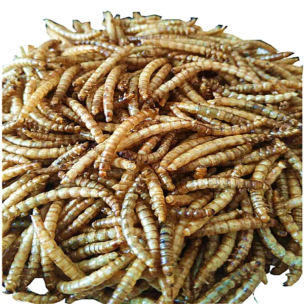 
Dried mealworms 