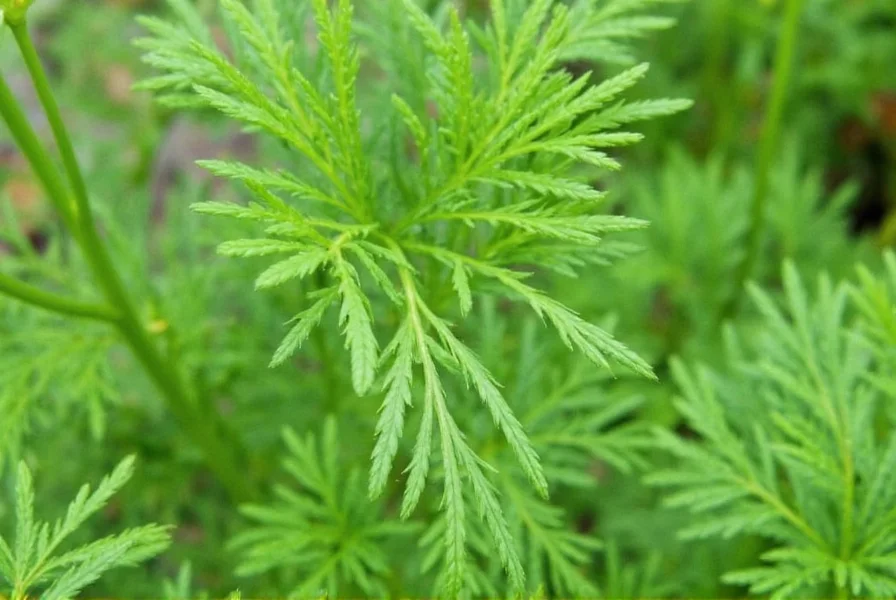 Dill Leaf