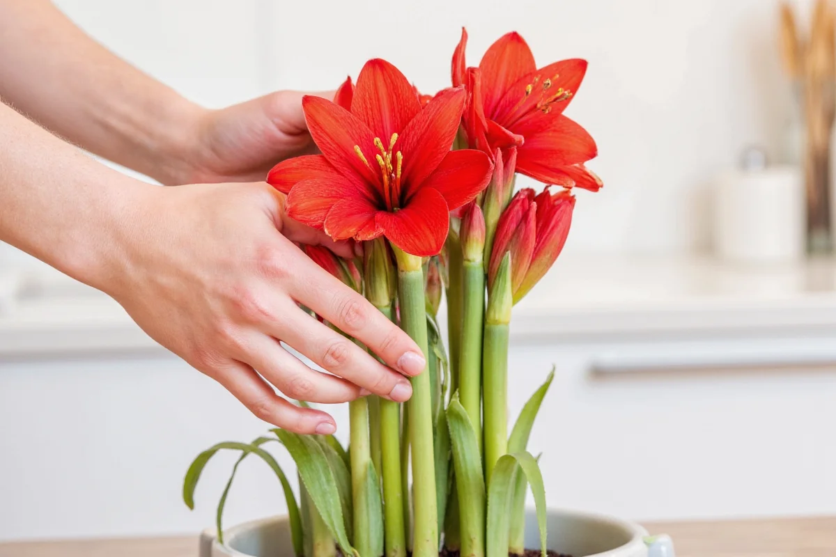 how to plant and care for an amaryllis