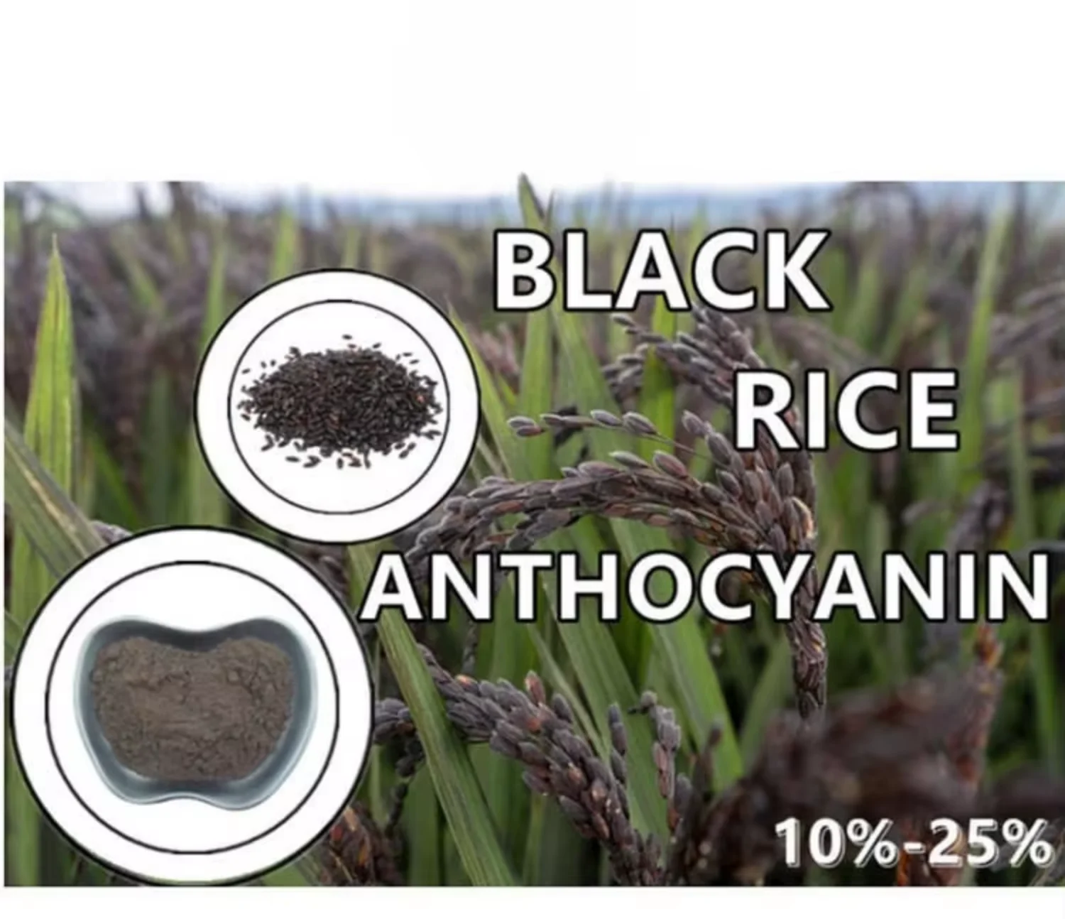 Rice Powder for Wholesale | Bulk B2B Supply H80343700ef0848e29b8896a1df330e7dU