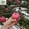 Apple season/Red Fuji apple