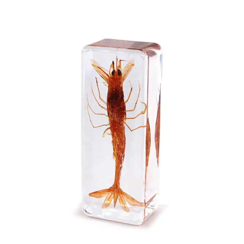 真正的虾标本在透明树脂琥珀 140*63 * 20毫米教育生物教学材料
