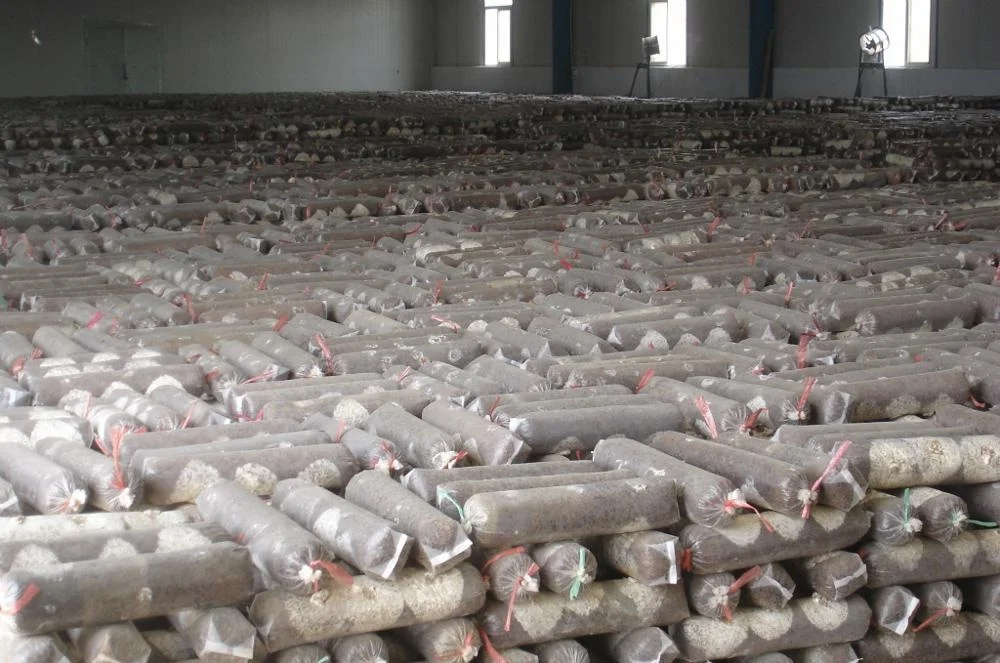 
Shiitake Mushroom Spawn Champignon Mushroom Seeds 