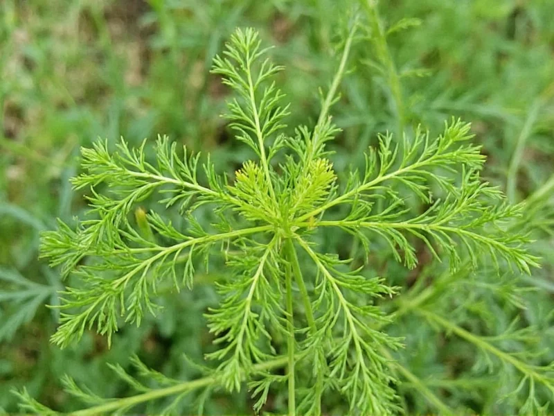 Dillweed vs Dried Dill: Clearing Up the Confusion
