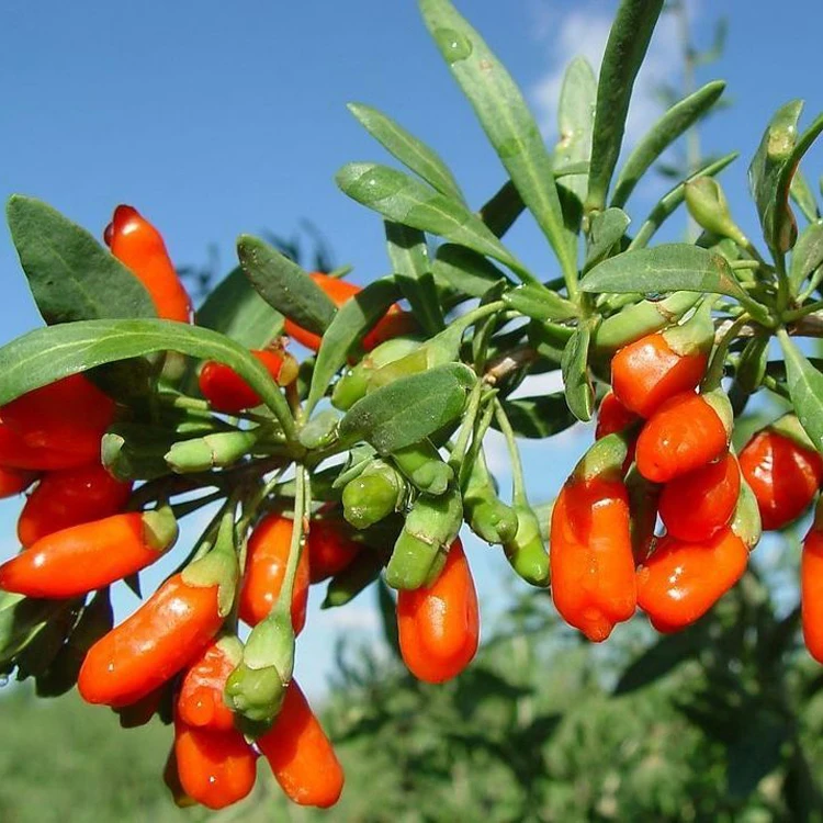 
Wholesale Chinese Wolfberry Organic Goji Berries Lycium Barbarum for sale 