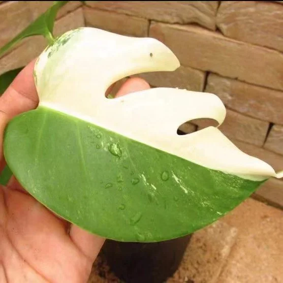 
Hot Sale High quality Rare variety Monstera deliciosa 