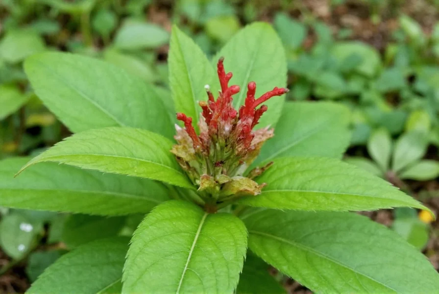 Wild ginger plant showing heart-shaped leaves and maroon flowers in Sicklerville woodland setting