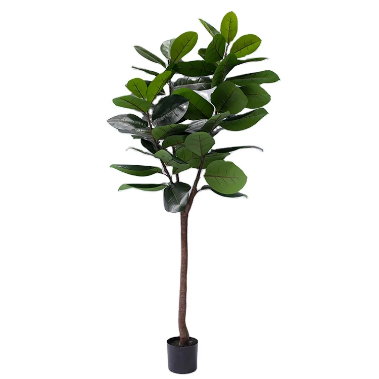 

Wholesale Low Price Rubber Tree Perennial Foliage Plants Ficus Elastica Rubber Tree, Green