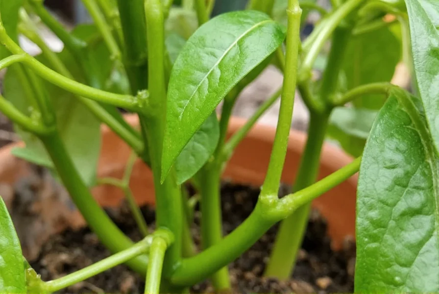 Growing Chili Peppers Indoors: Complete Guide & Tips