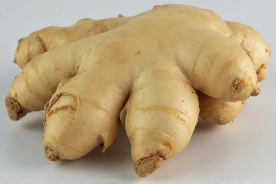 Close-up view of mature mother ginger rhizome showing thick, fibrous skin and knobby texture compared to smooth baby ginger