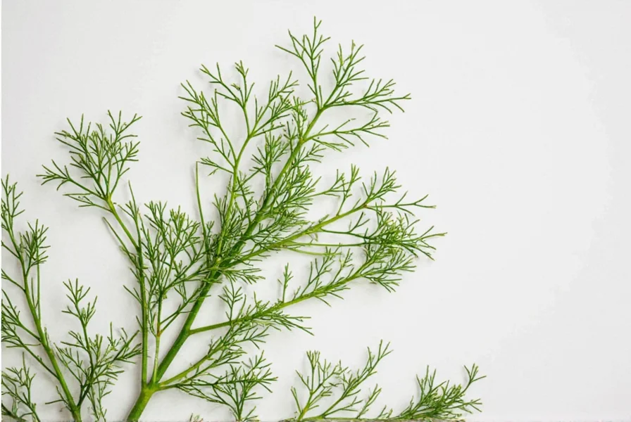 drying dill a flavorful guide for spice lovers and home chefs