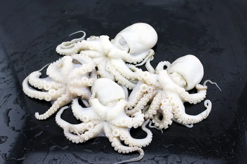 
New season baby octopus frozen octopus with top quality 