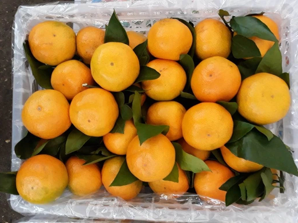 Fresh Mandarin Orange Fruit/nanfeng Baby Mandarin Orange Buy Mandarin