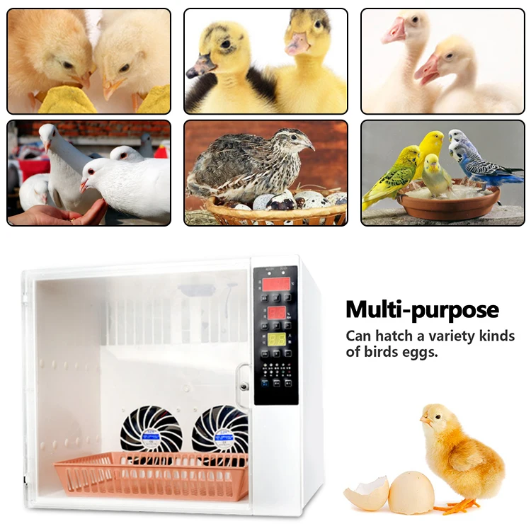 60egg incubator-22.jpg