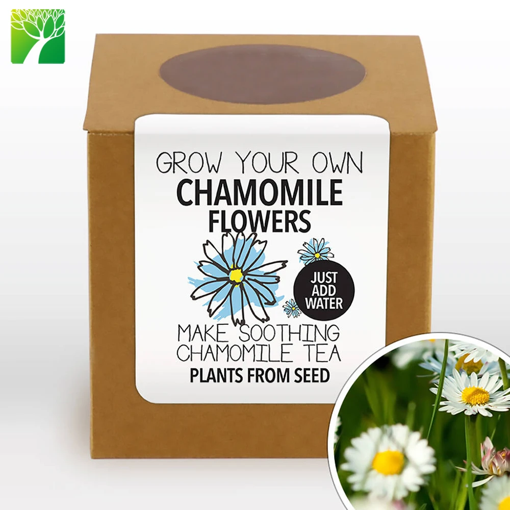 

Amazon hot selling Complete Grow Your Own Chamomile Tea Plant for keeping slim