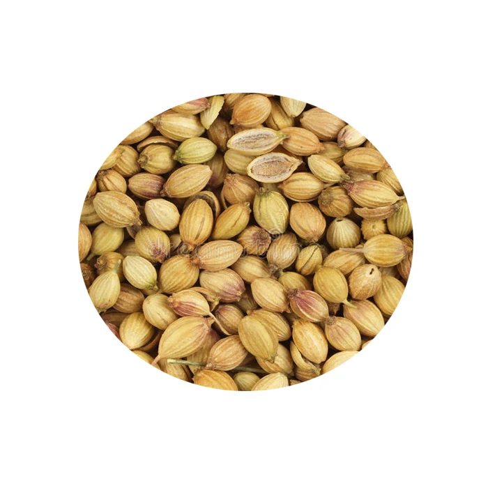 
Bulk Coriander Seed In Best Wholesale Price 