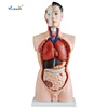 19 Part 85cm Human Male Torso Model Human Anatomy Body Model