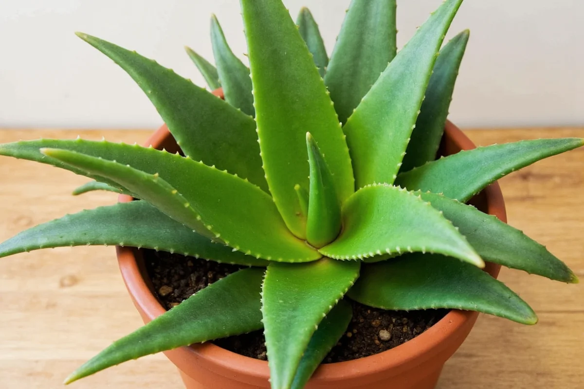 how do i start an aloe vera plant
