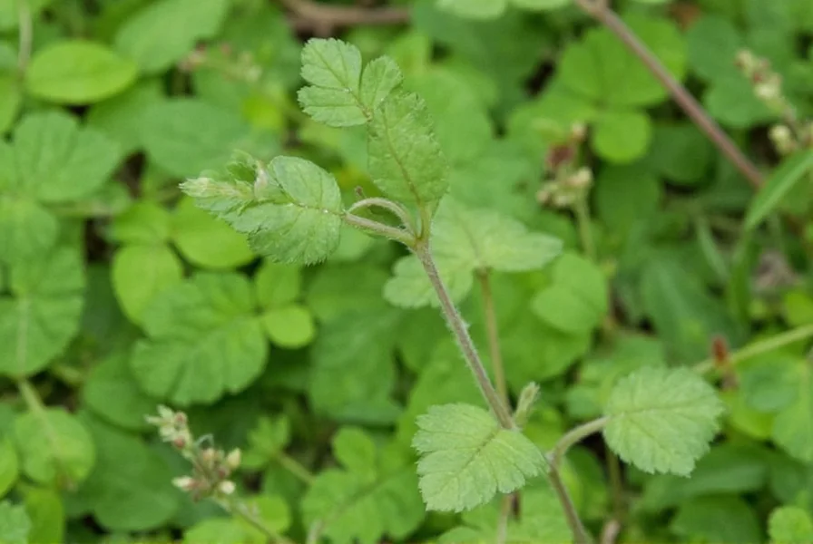 Bur Clover: Identification, Benefits, and Management Guide