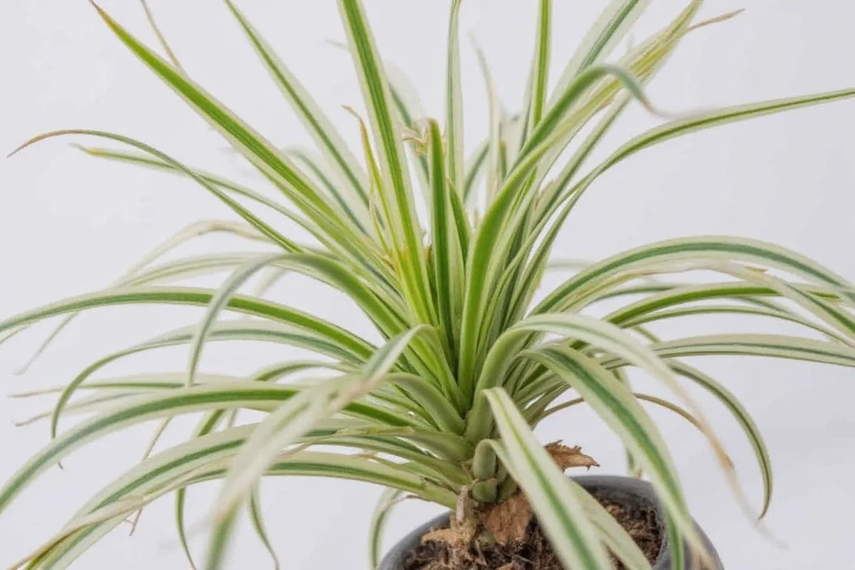 is a spider plant toxic to cats