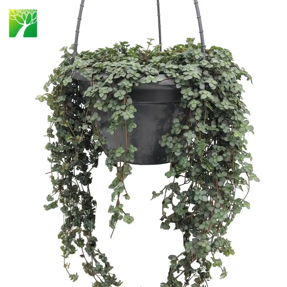 
New arriving indoor PILEA LIBANENSIS Silver Sprinkles live succulent 