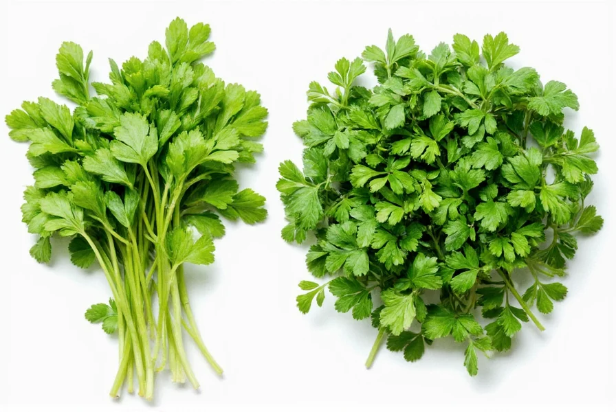 Cilantro in salsa and parsley in tabbouleh