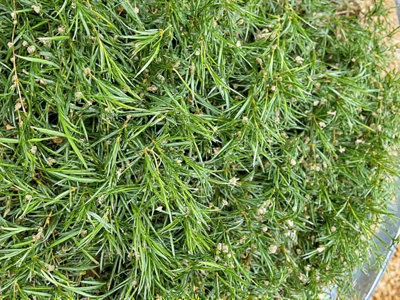 Dill Seeds Recipes: 10 Flavorful Dishes to Try Today