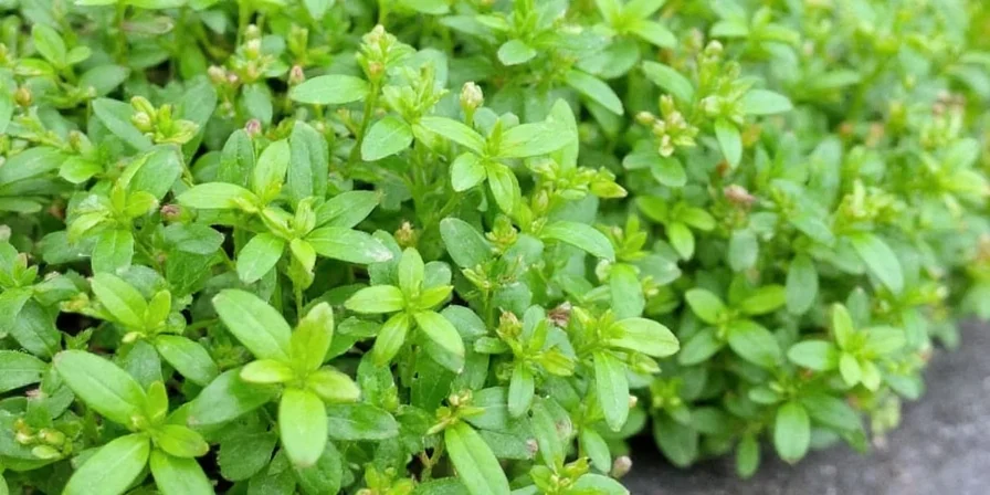 Marjoram Magic: 7 Tips to Spice Up Your Life with This Herb's Secret Power