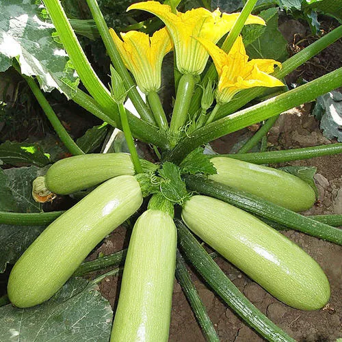 New Hot Sell Green Zucchini,Summer Squash Seeds,Chinese Vegetables ...