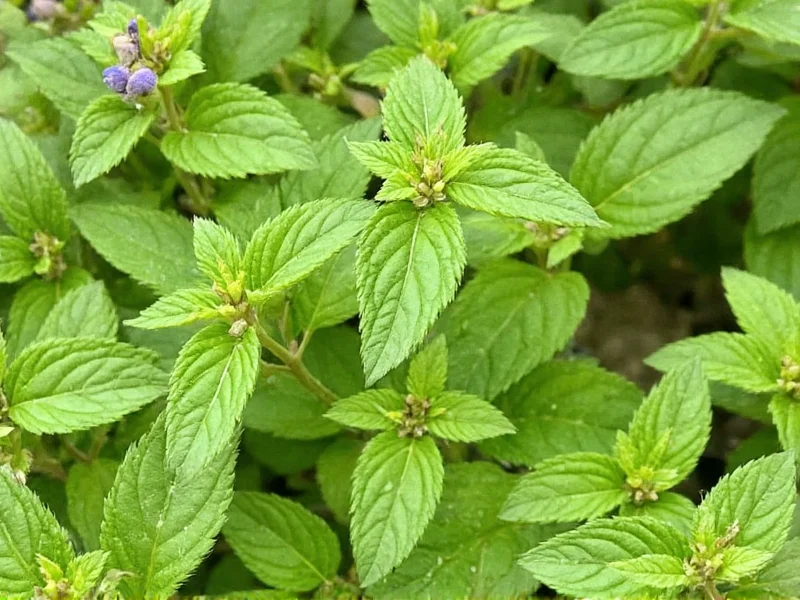 Do Herbs Go Bad? Shelf Life Facts & Storage Tips