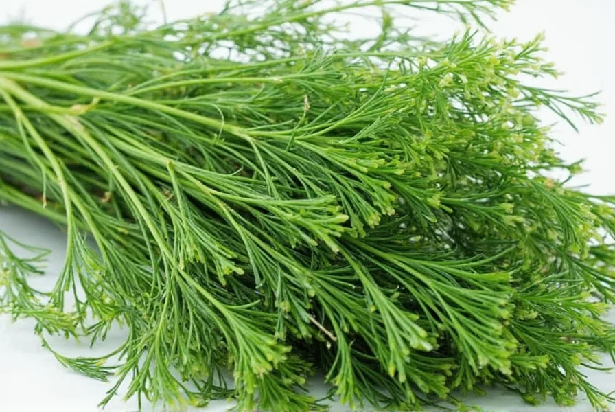 Dill seeds and fresh dill weed displayed together for comparison