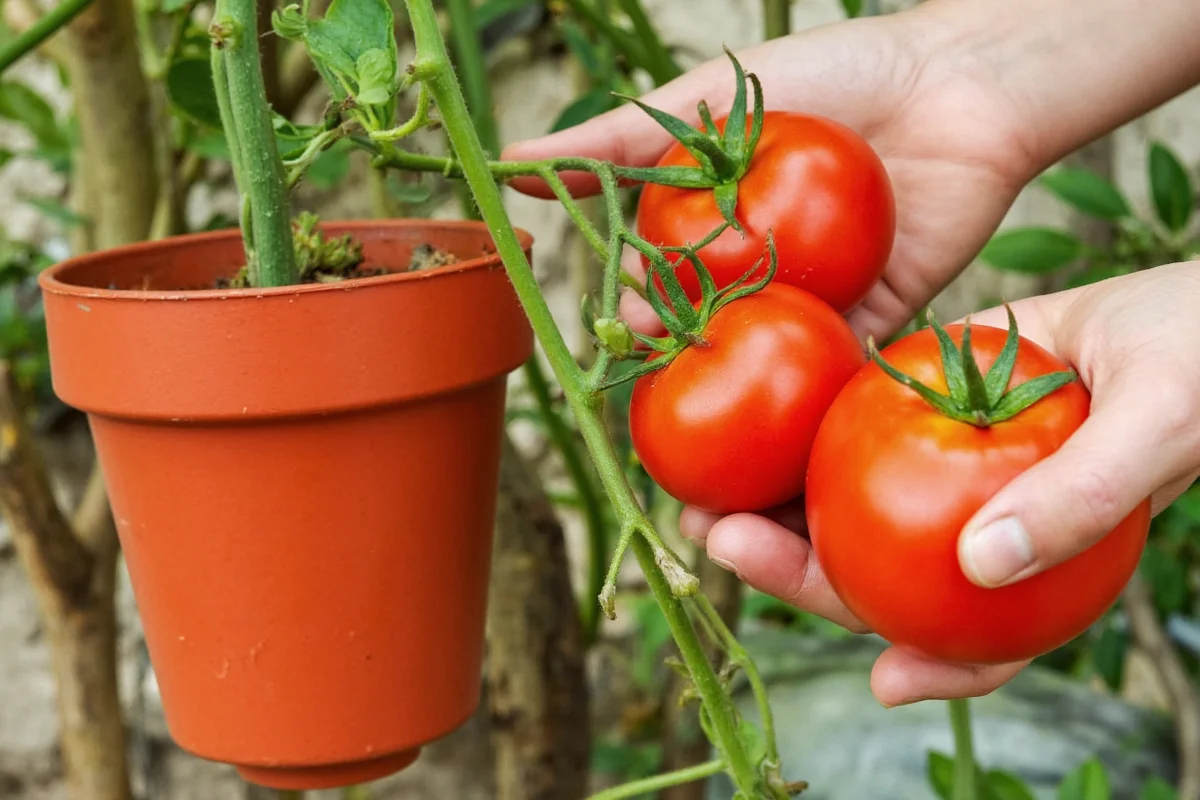 how often to water a potted tomato plant
