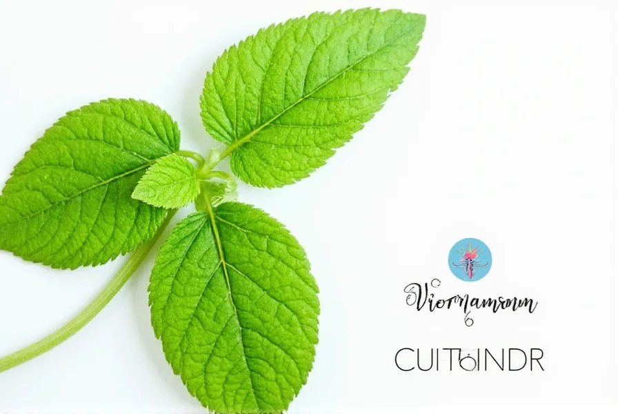 Vietnamese coriander plant showing distinctive pink veins in leaves